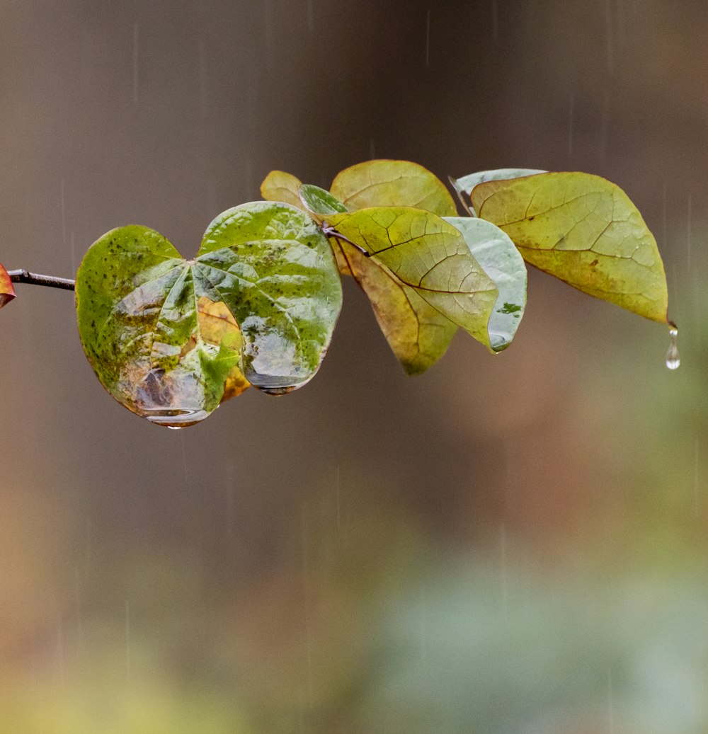 water drop on green leaves