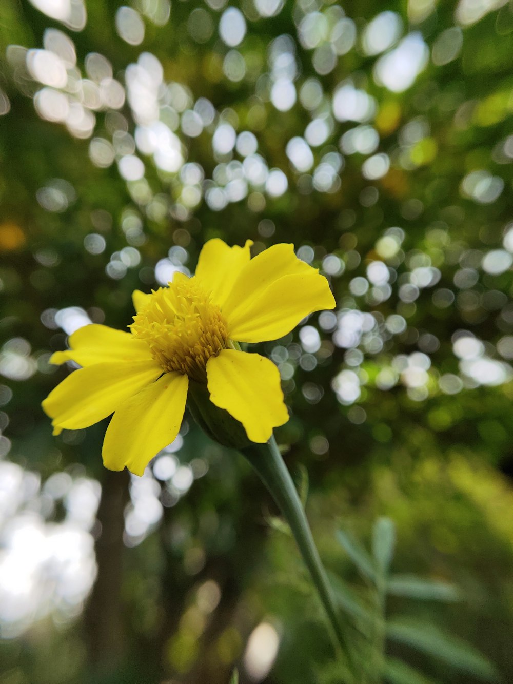 yellow flower in tilt shift lens