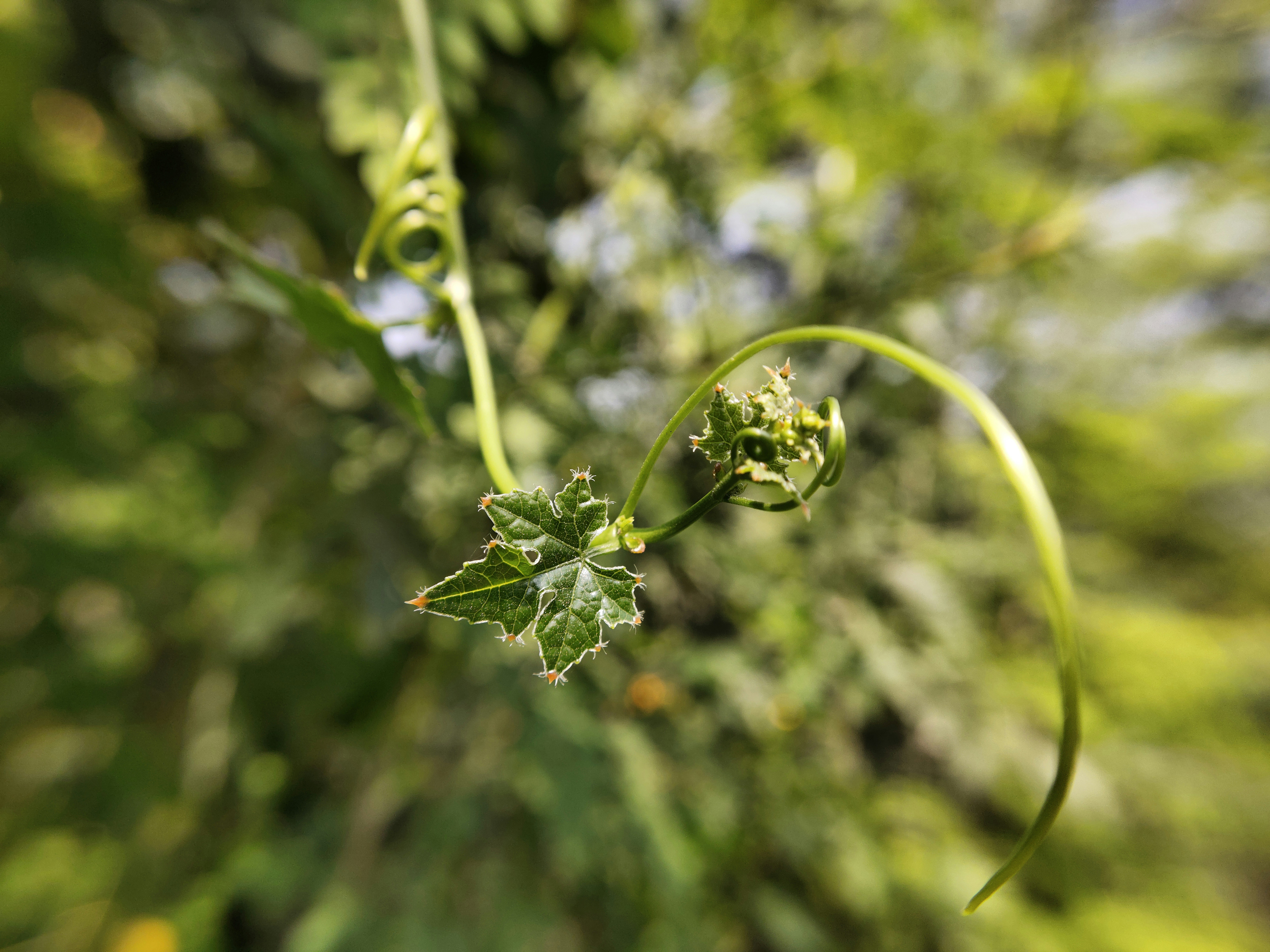 Photo by shekhar8018