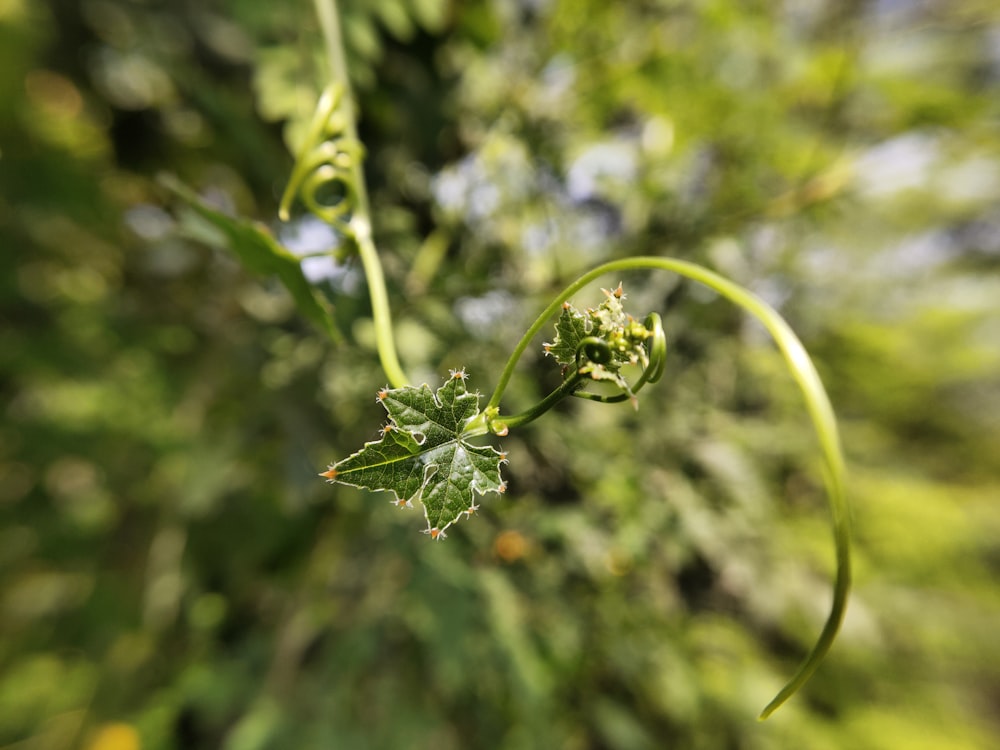 green leaf plant in close up photography