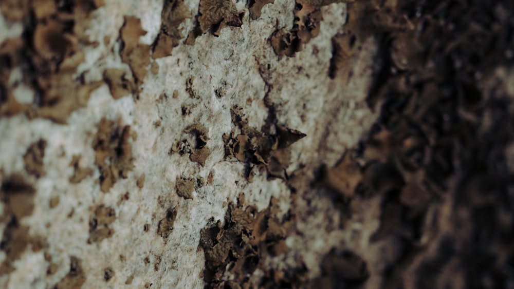 brown and white concrete wall