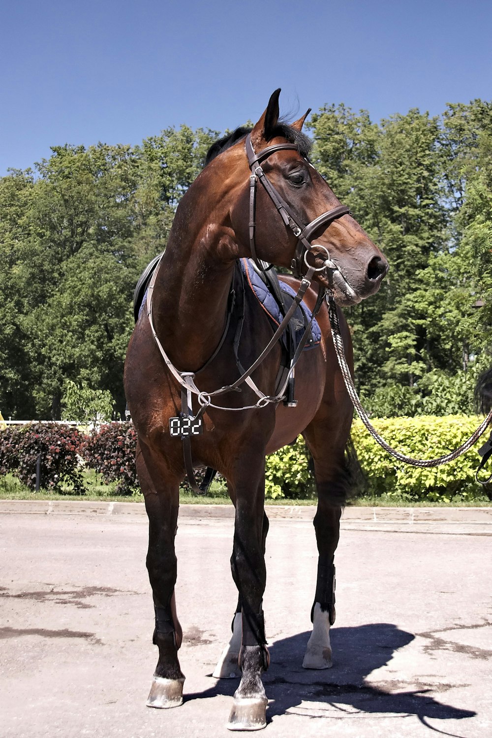 brown horse standing on gray concrete road during daytime