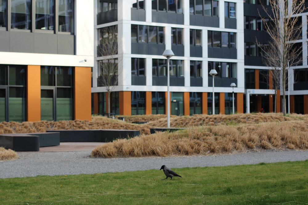black bird on green grass field near brown concrete building during daytime