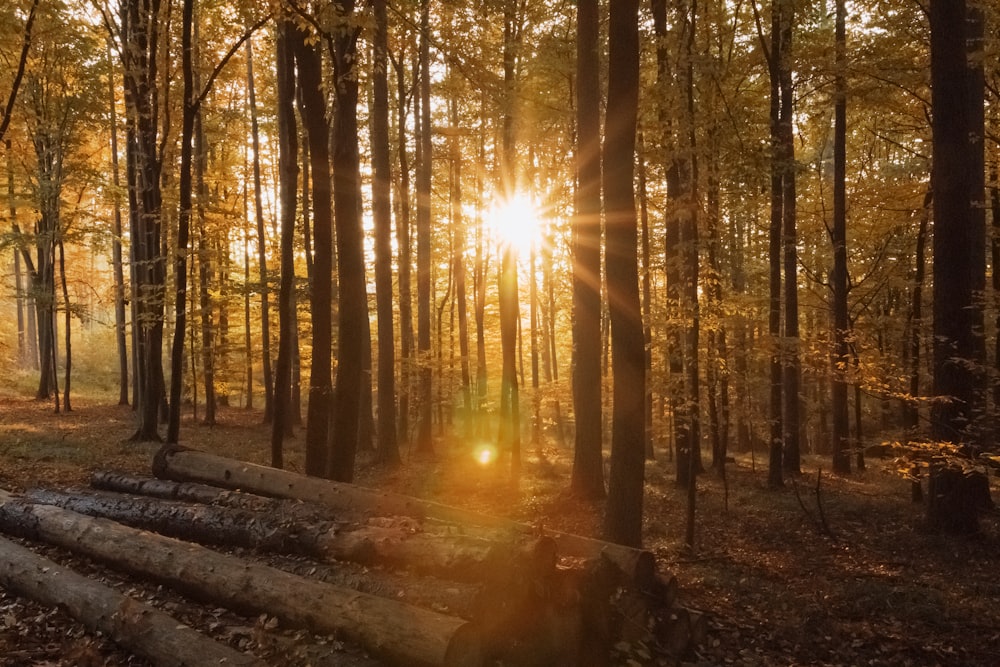 sun rays coming through trees