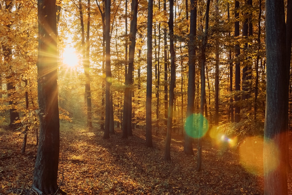 sun rays coming through trees