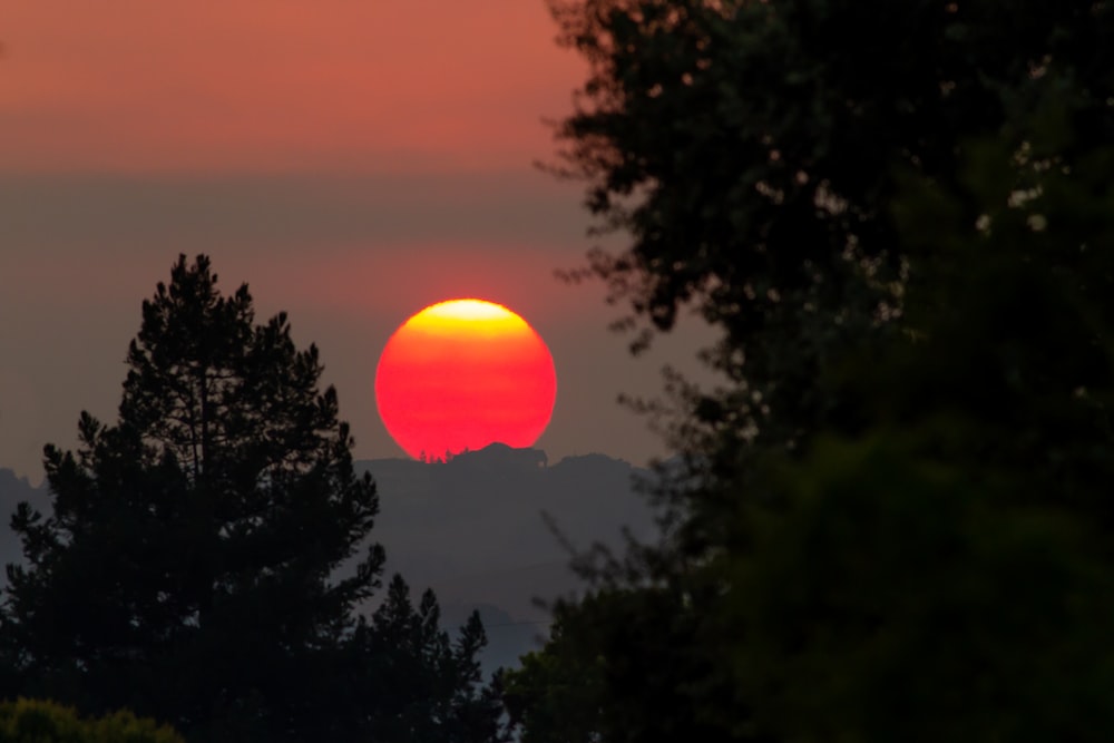 silhouette d’arbres au coucher du soleil