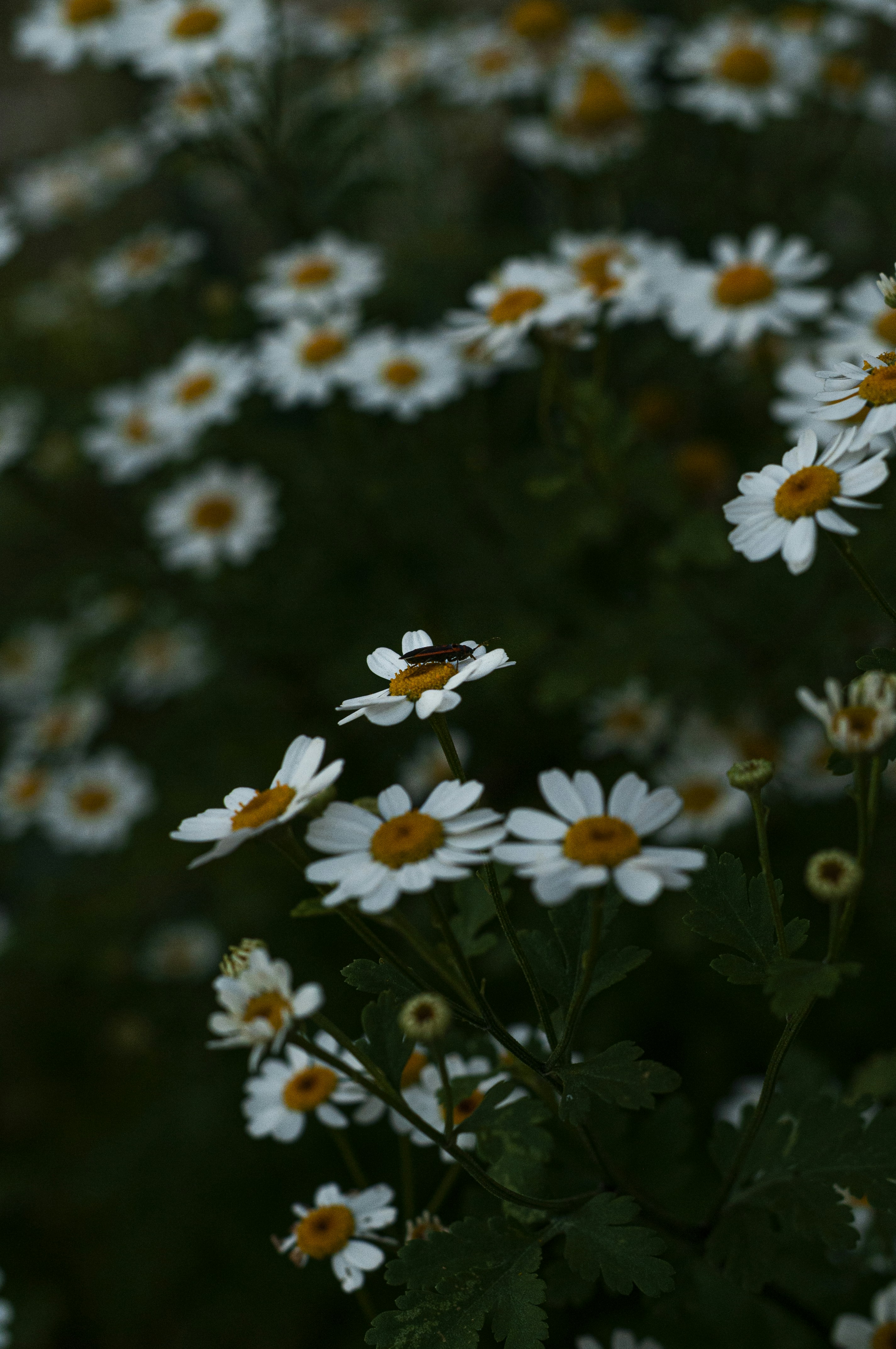 Photo by alexthehills