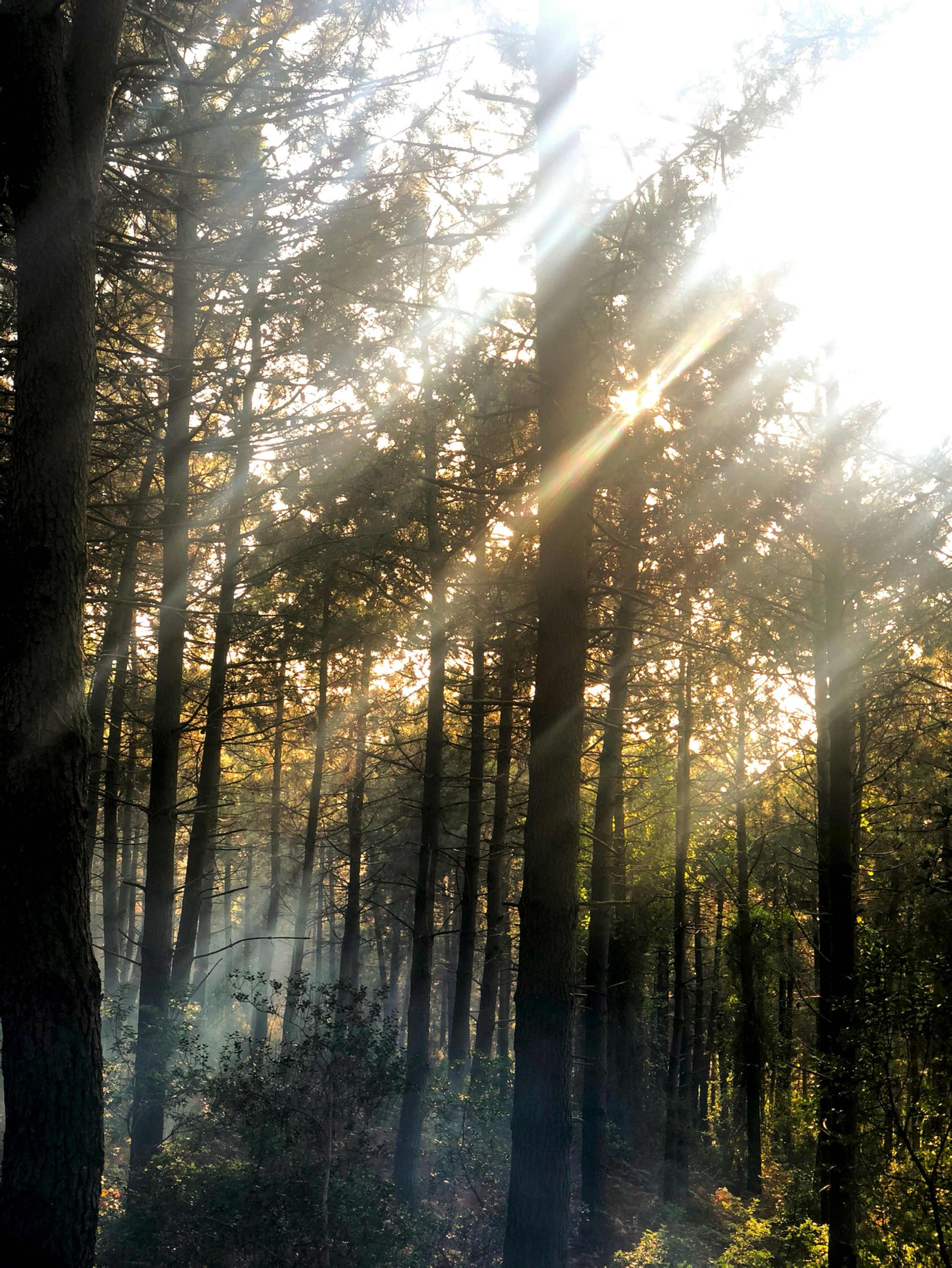Sunlight through forest
