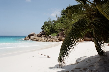 green palm tree on white sand beach during daytime