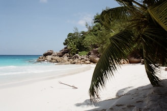 green palm tree on white sand beach during daytime