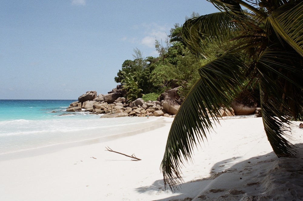 green palm tree on white sand beach during daytime