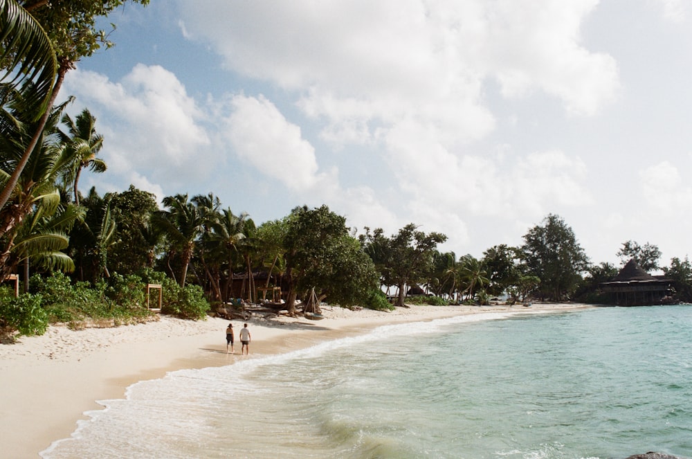 people on beach during daytime