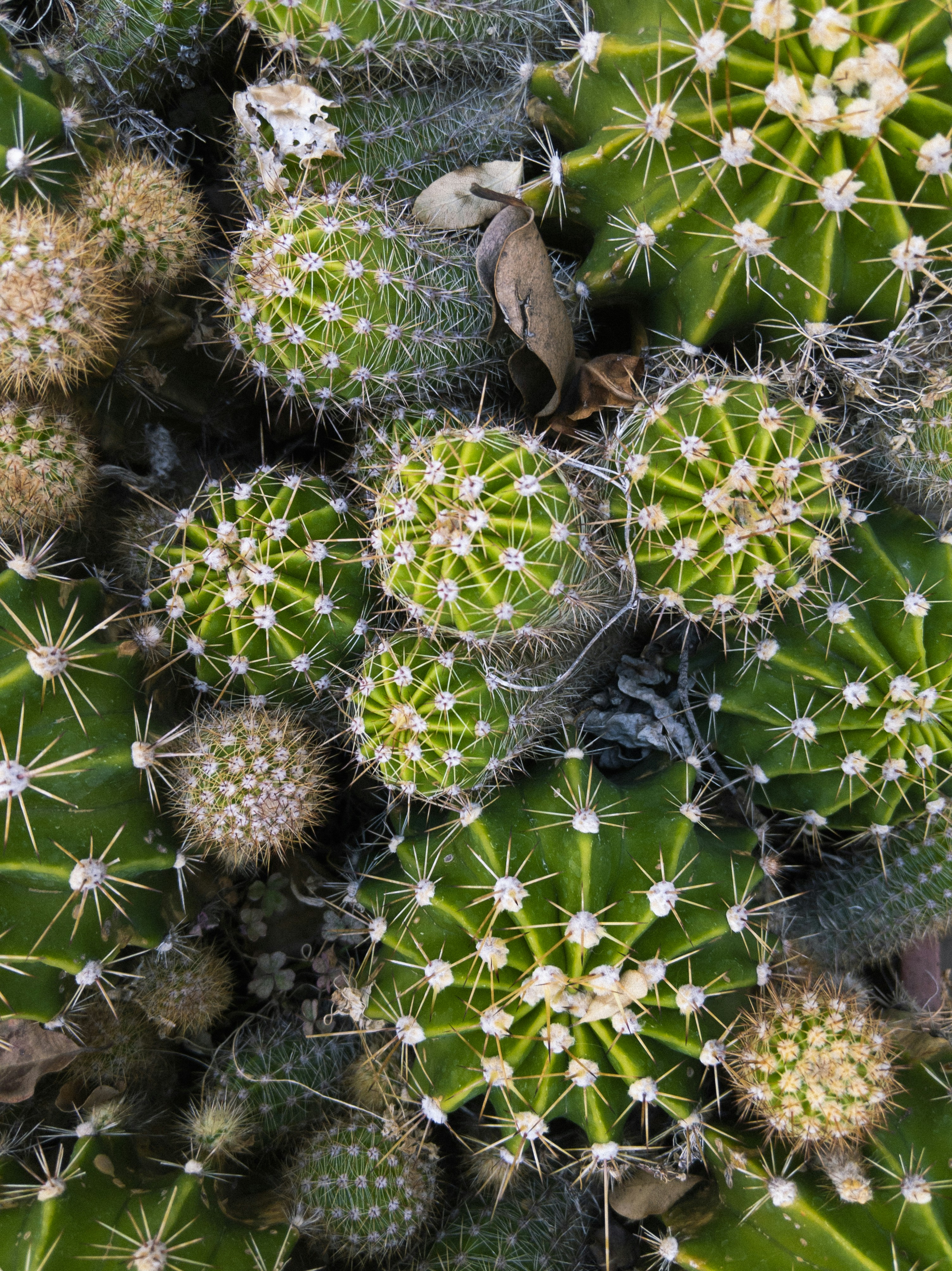 planta de cacto verde e marrom