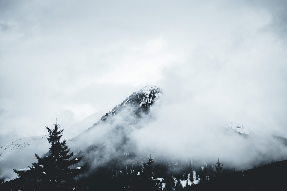 green trees near mountain covered with snow