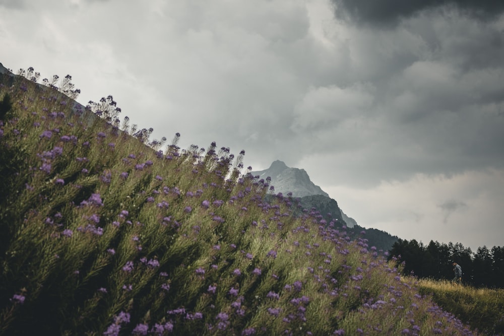 purple flower field near mountain under cloudy sky during daytime