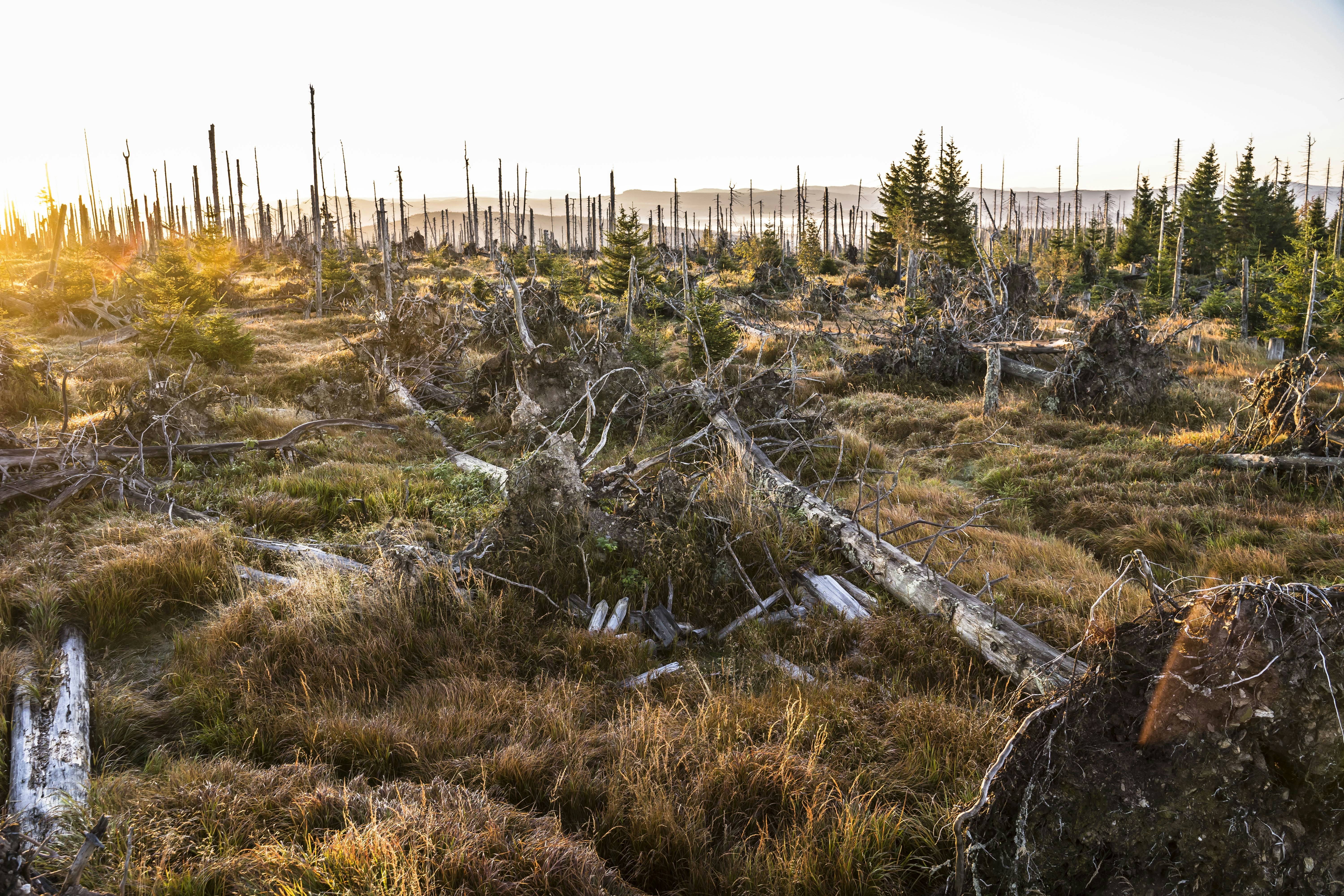 Decomposers: Breaking Down the Old to Feed the New (image credits: unsplash)