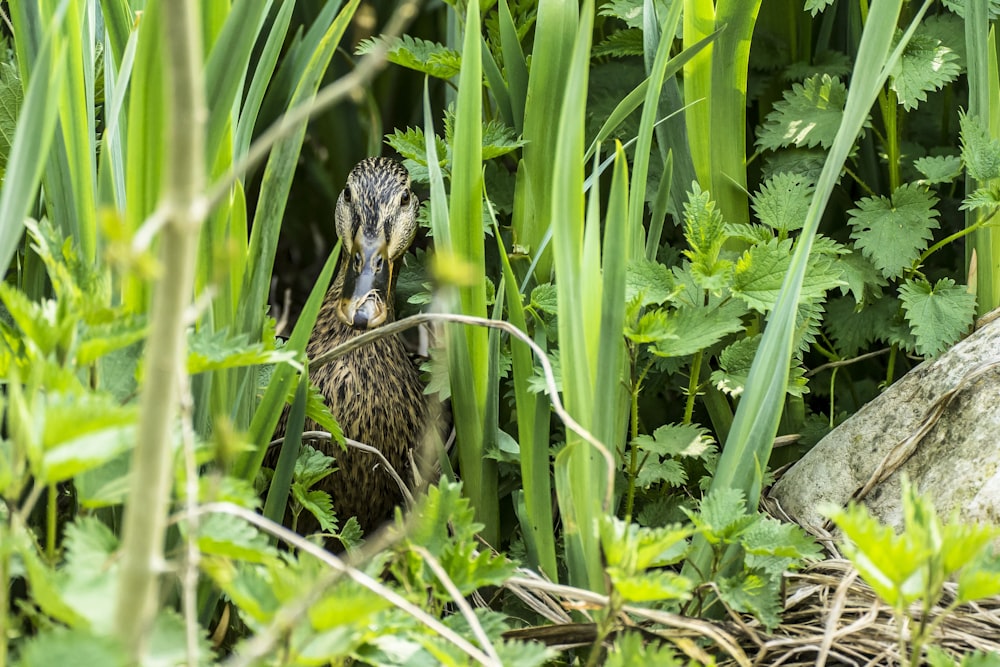 brown bird on green grass during daytime
