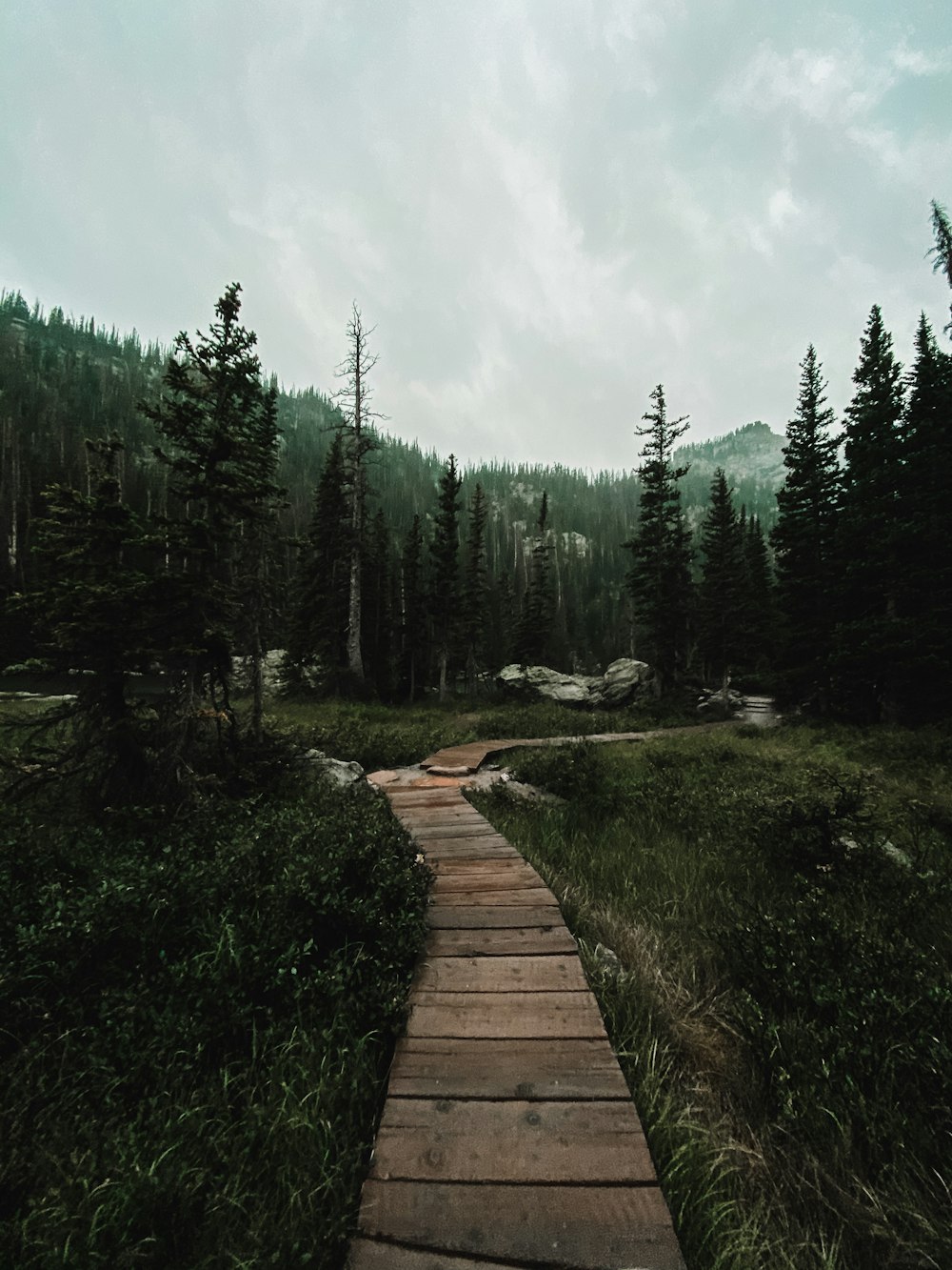 brown wooden pathway between green trees under white clouds during daytime