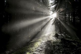 sun rays coming through green grass field
