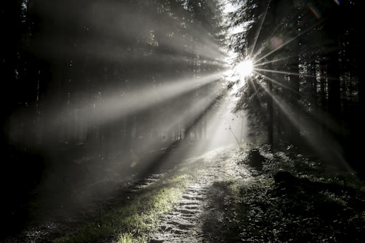 sun rays coming through green grass field