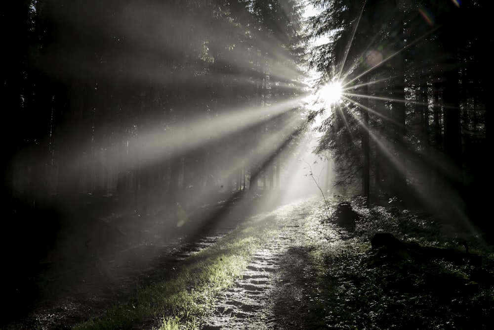 sun rays coming through green grass field