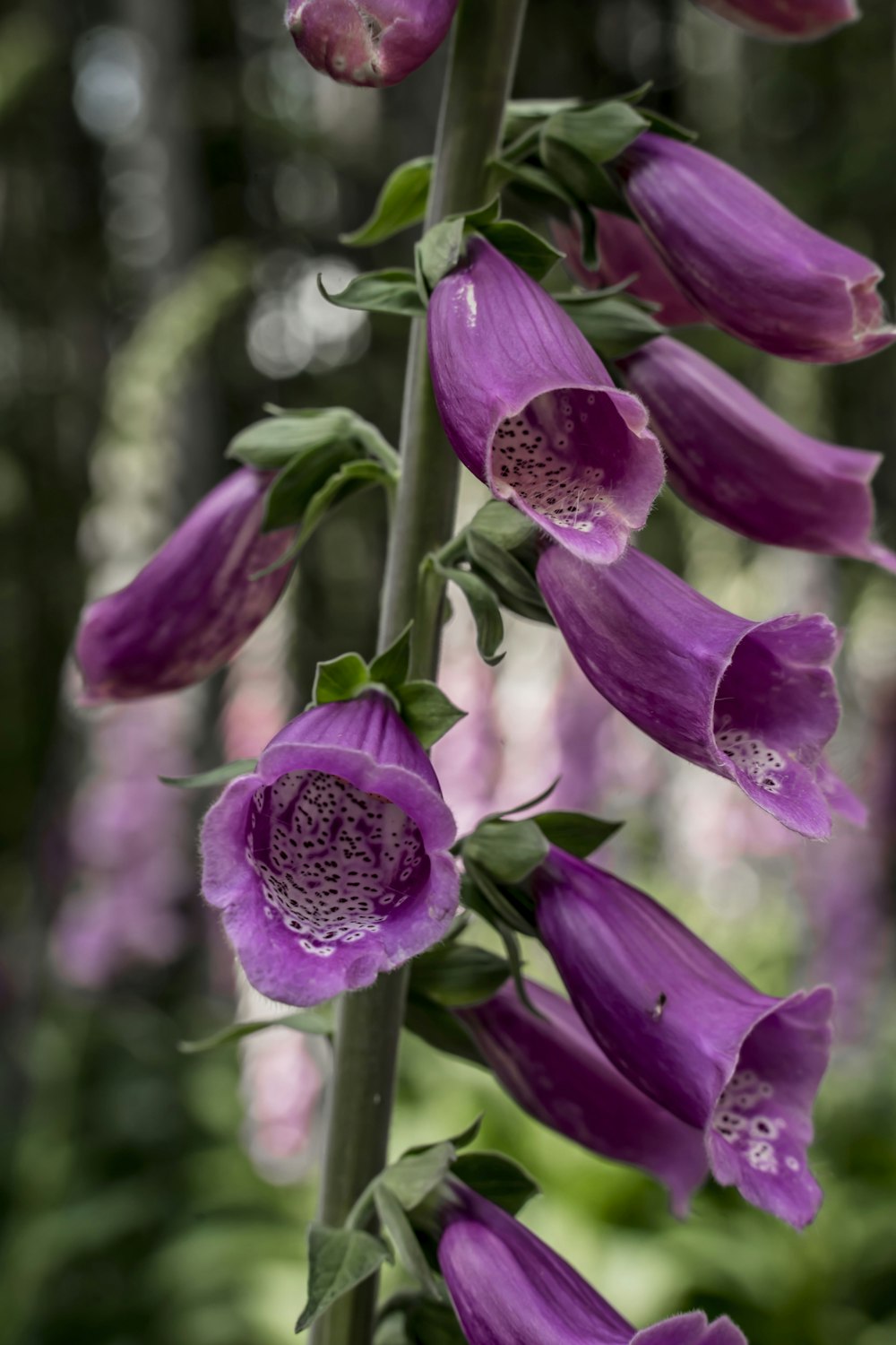 purple crocus in bloom during daytime