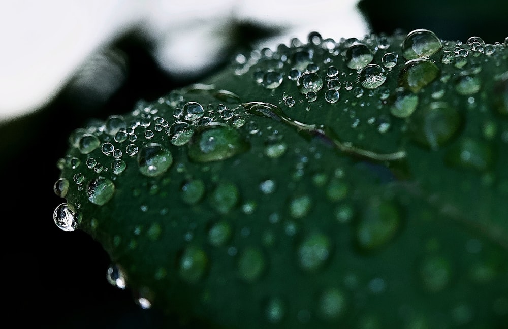 water droplets on green leaf