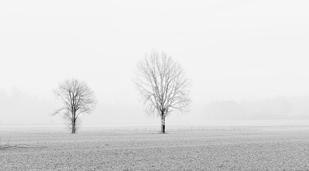 leafless tree on gray field