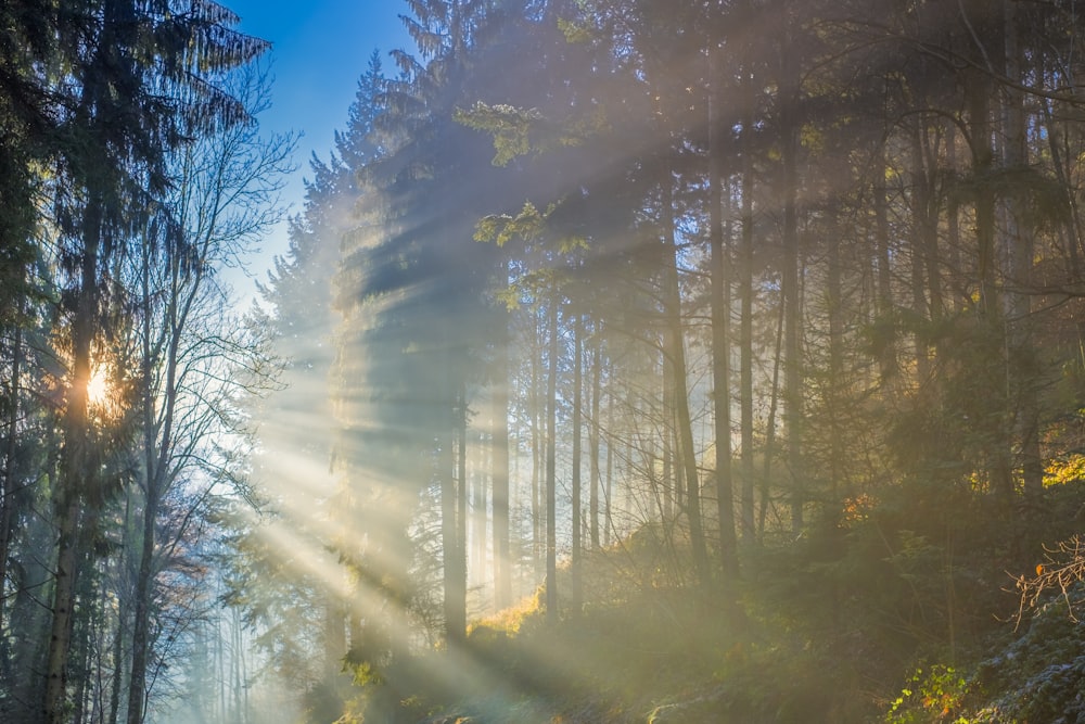 arbres nus sous le ciel bleu pendant la journée