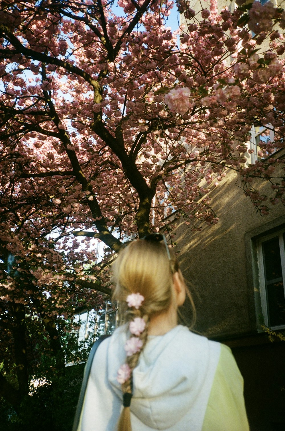 昼間にピンクの桜の木の下に立つ白いシャツの女の子