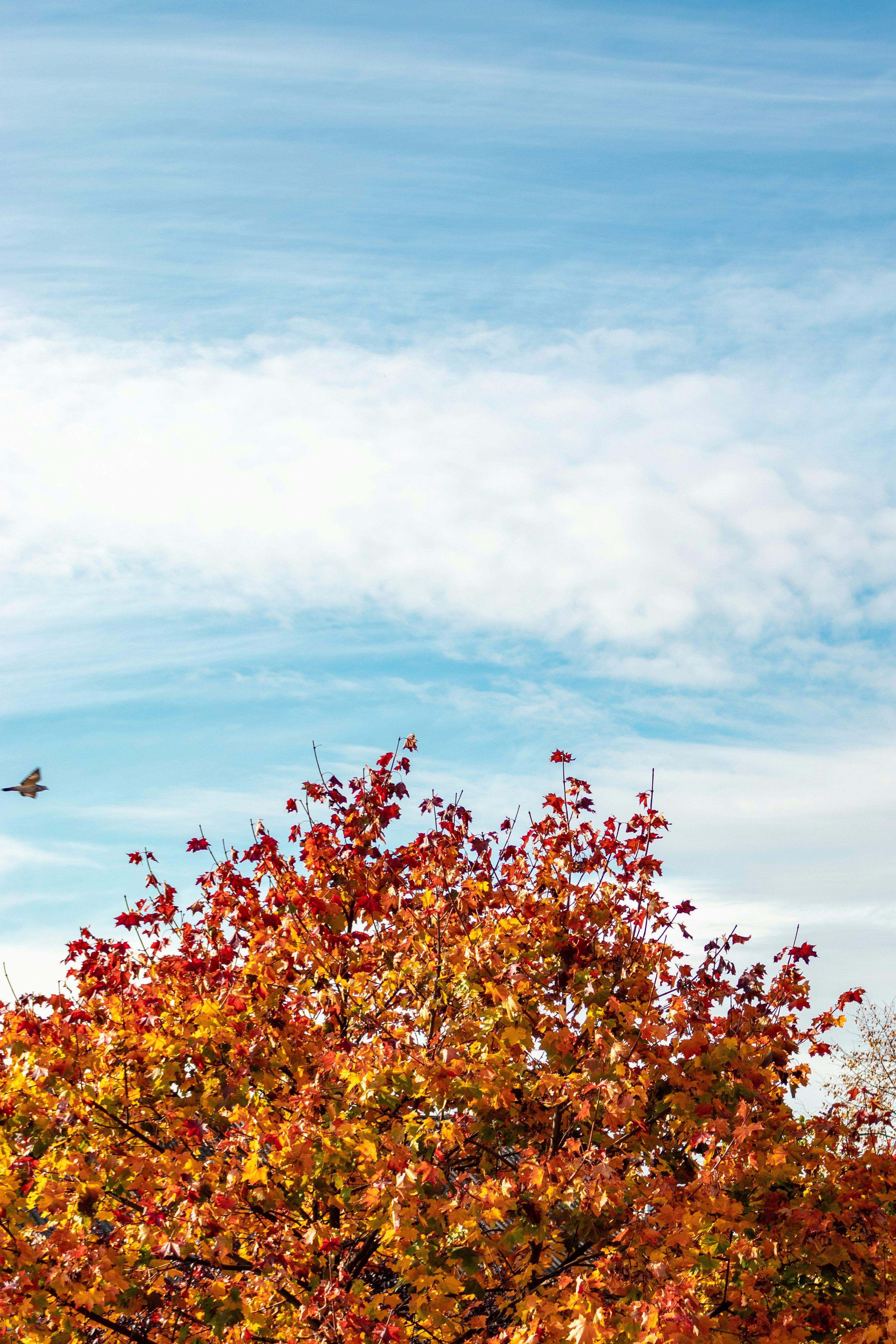 red and yellow flowers under blue sky during daytime