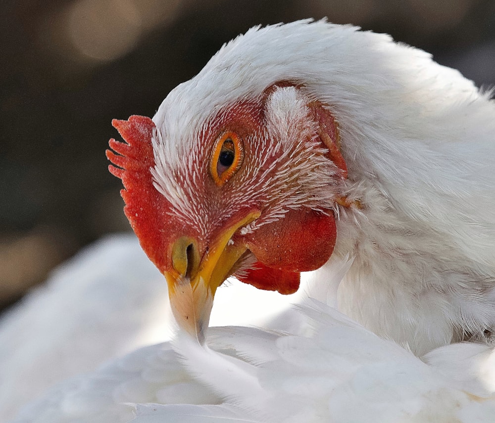 white and brown chicken chick