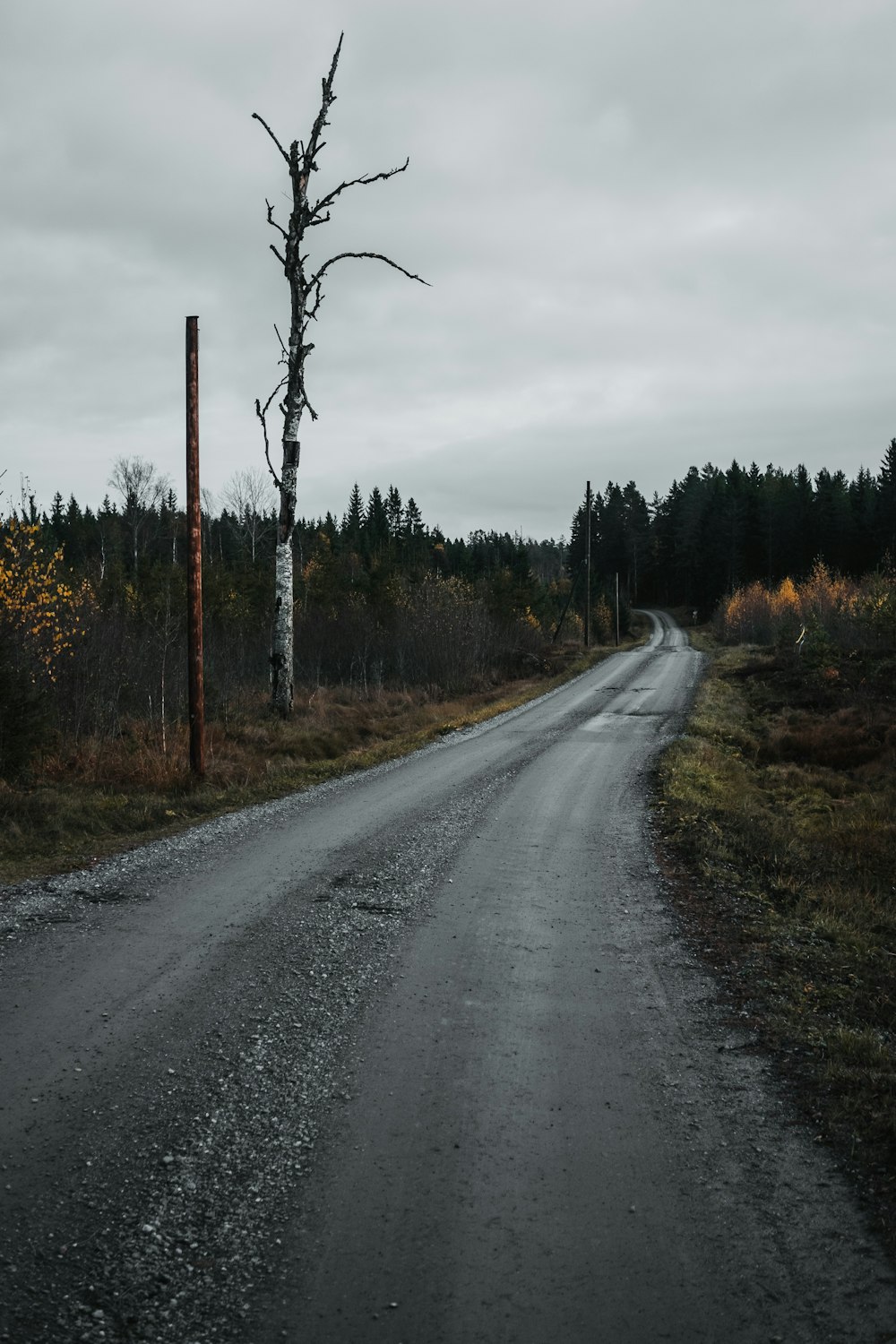 gray asphalt road between green trees under white sky during daytime