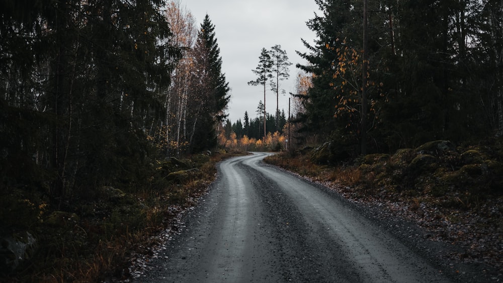 gray asphalt road between green trees under gray sky during daytime