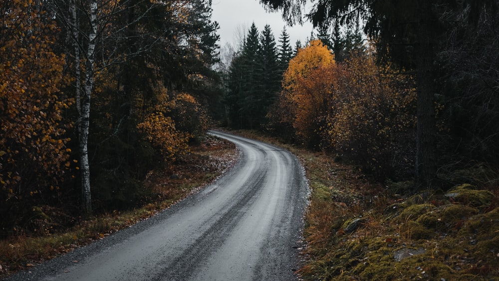 gray asphalt road between brown trees during daytime