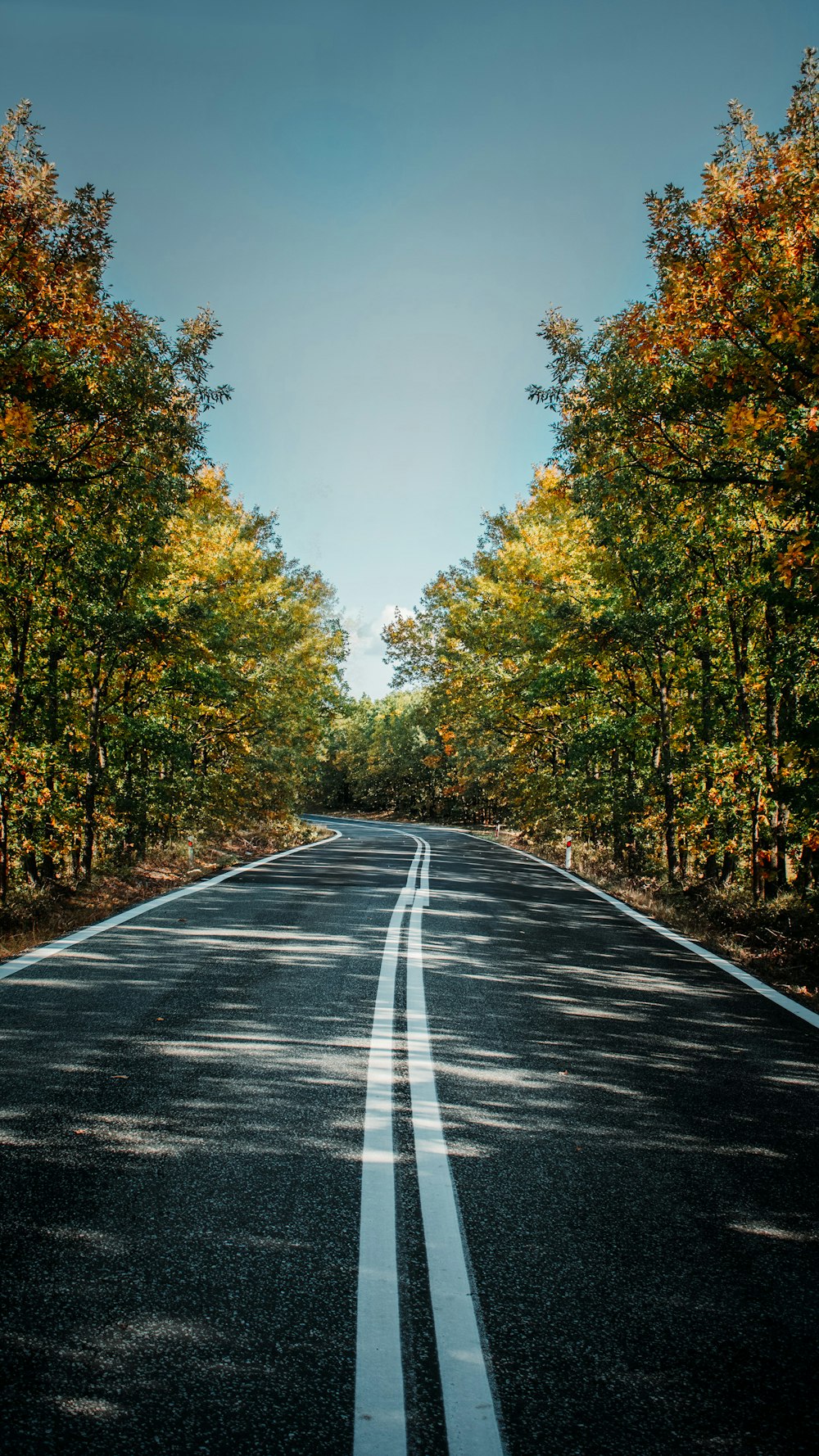 gray concrete road between green trees under blue sky during daytime