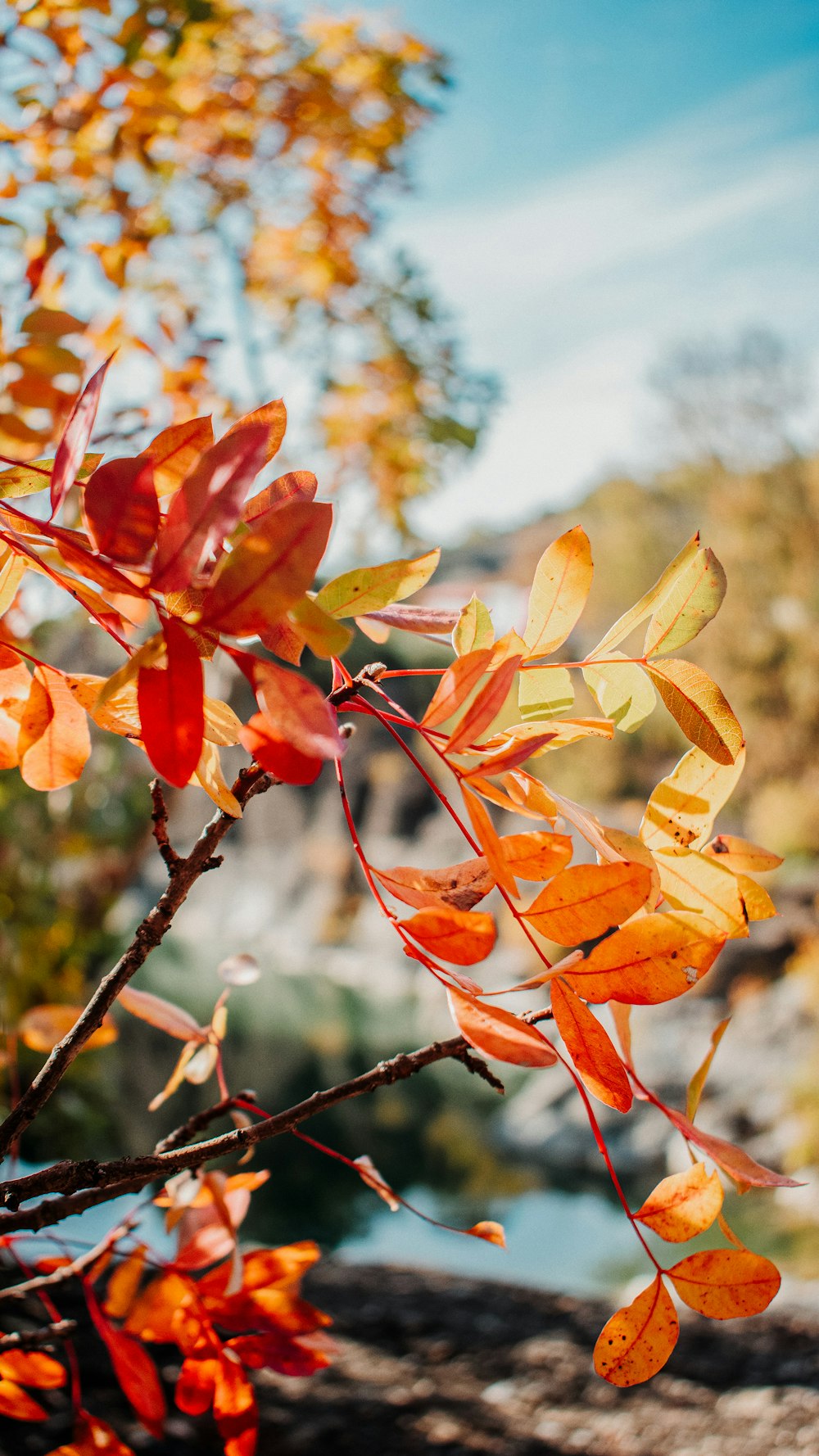 brown leaves on brown tree branch during daytime