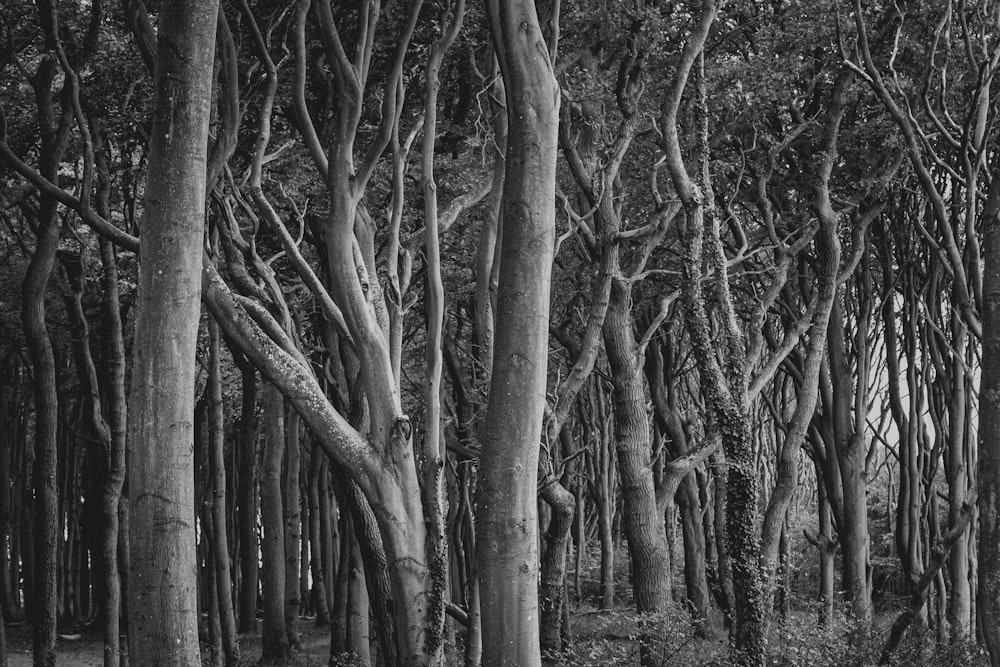 grayscale photo of trees in forest