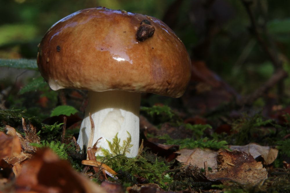 brown and white mushroom on ground