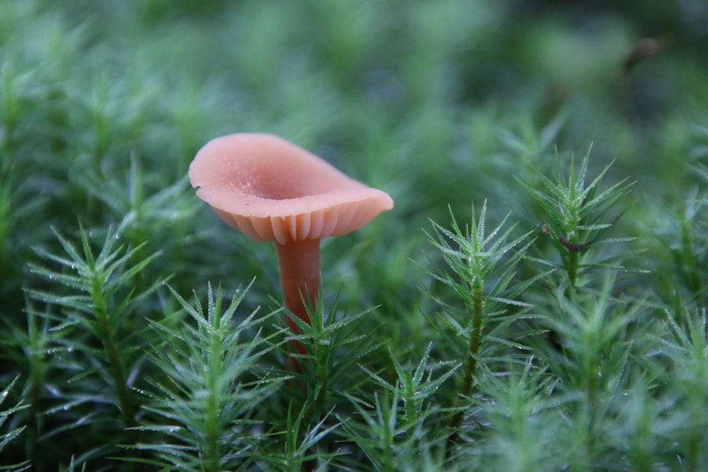 pink mushroom on green grass during daytime
