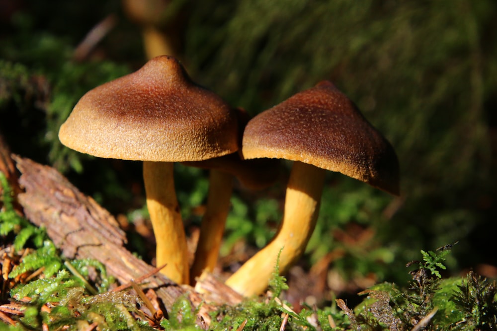 brown mushroom on green grass