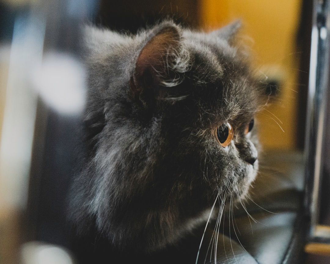 black and gray persian cat