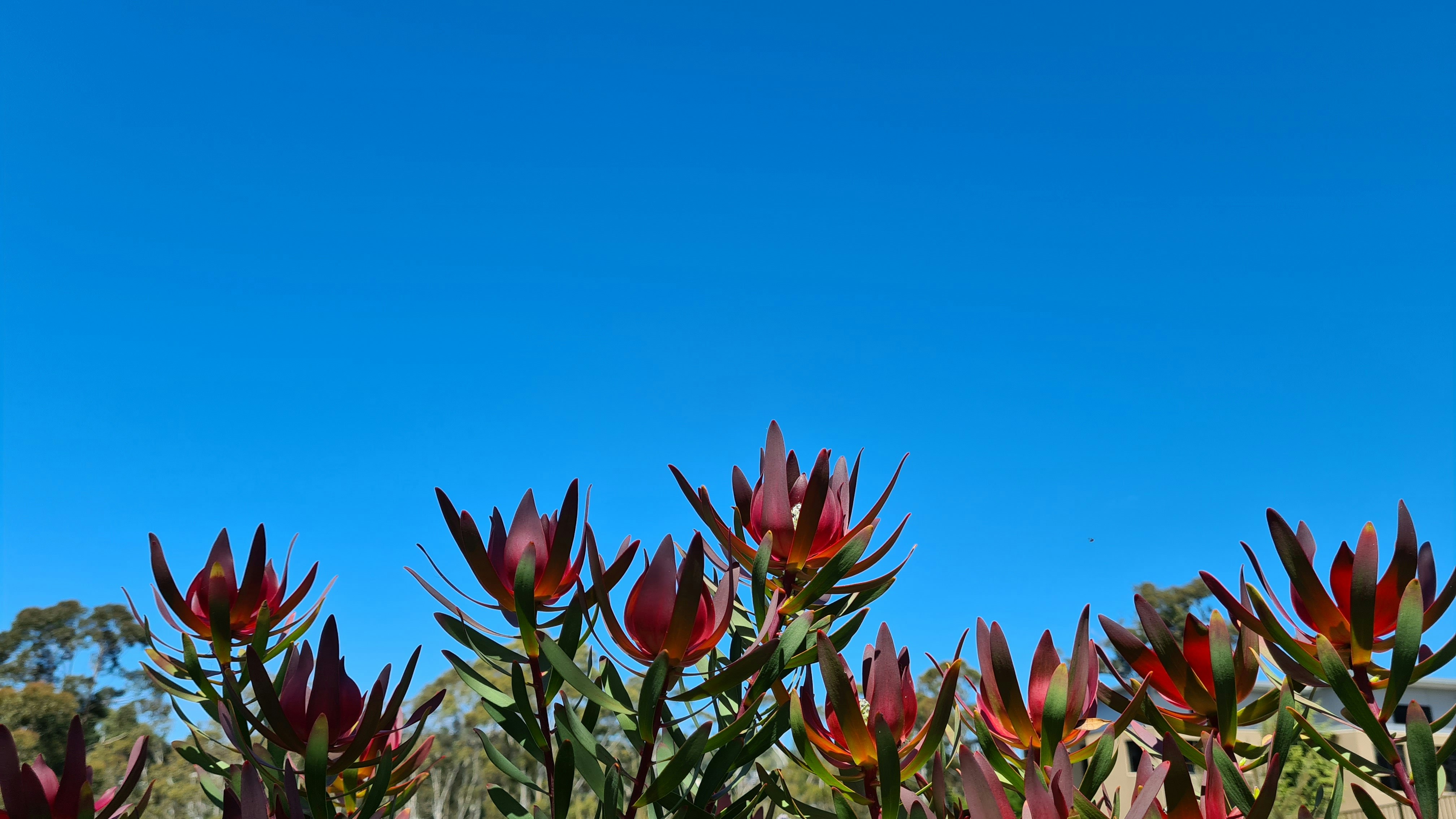 Discover unique Fynbos vegetation in picturesque coastal surroundings.