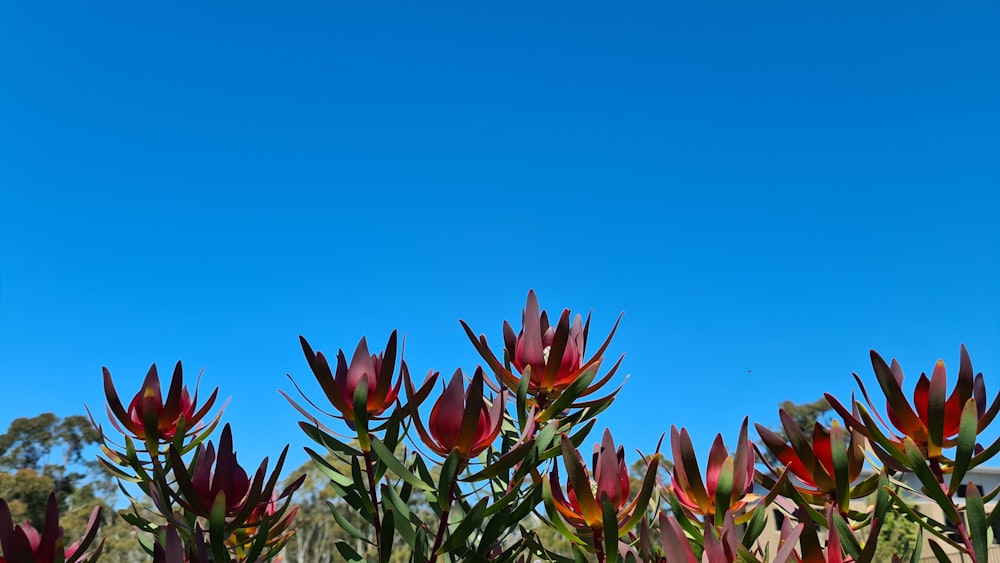 Tulipanes rojos bajo el cielo azul durante el día
