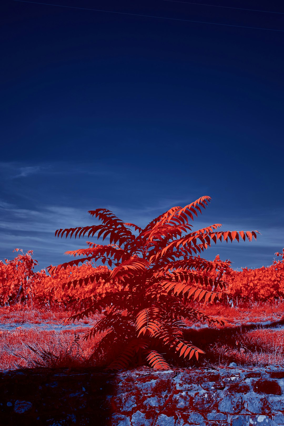 red leaf plant under blue sky during daytime