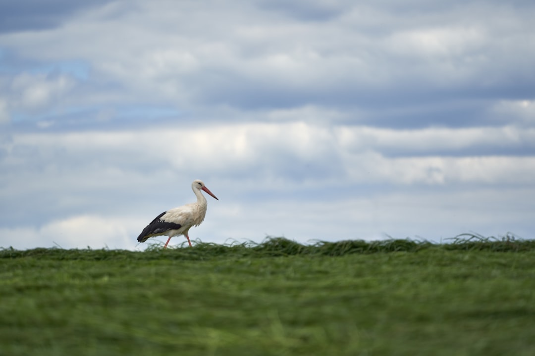 white stork on green grass field under white clouds during daytime