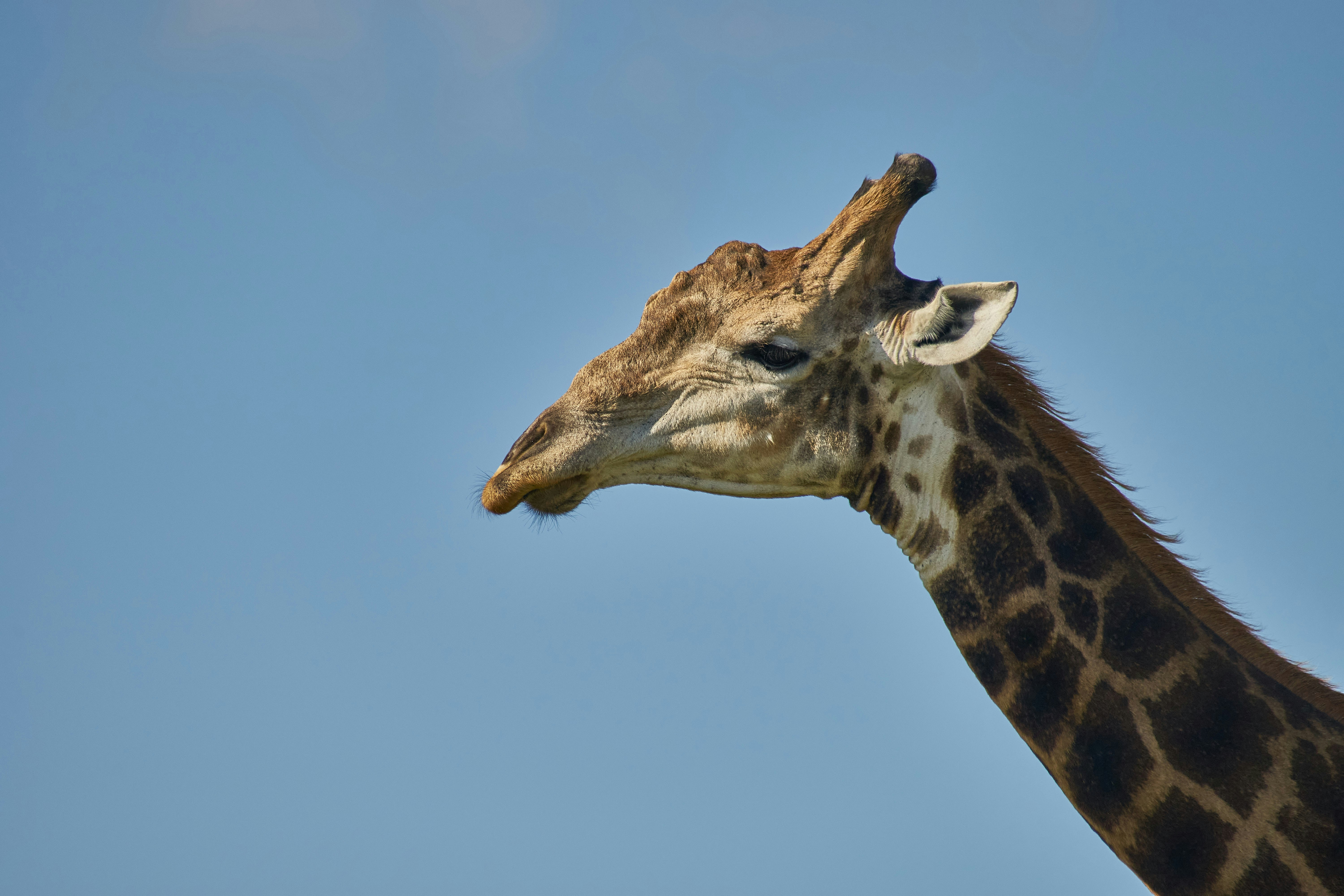 Photo by wolfgang_hasselmann