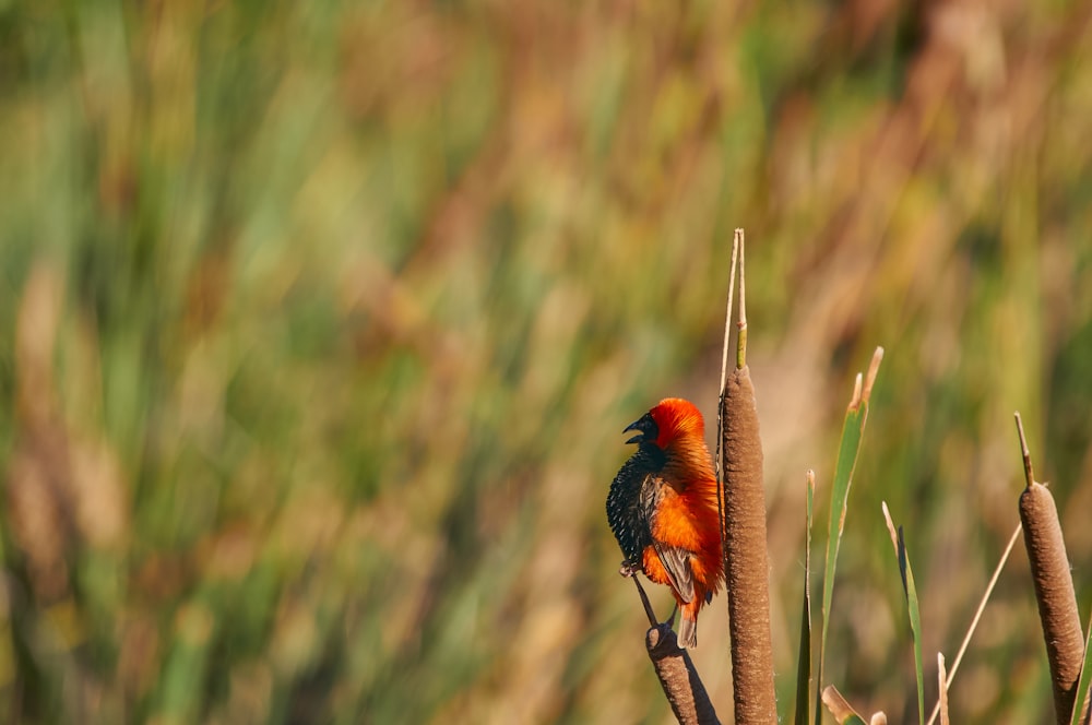 roter und schwarzer Vogel auf braunem Ast