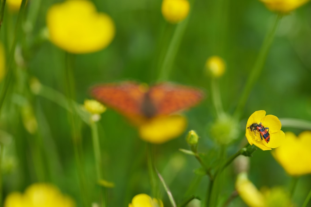 brown butterfly perched on yellow flower in close up photography during daytime