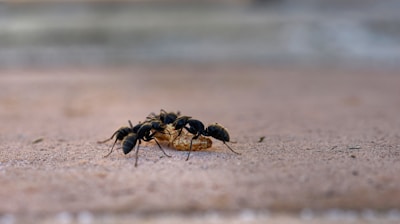 Ant Control Services